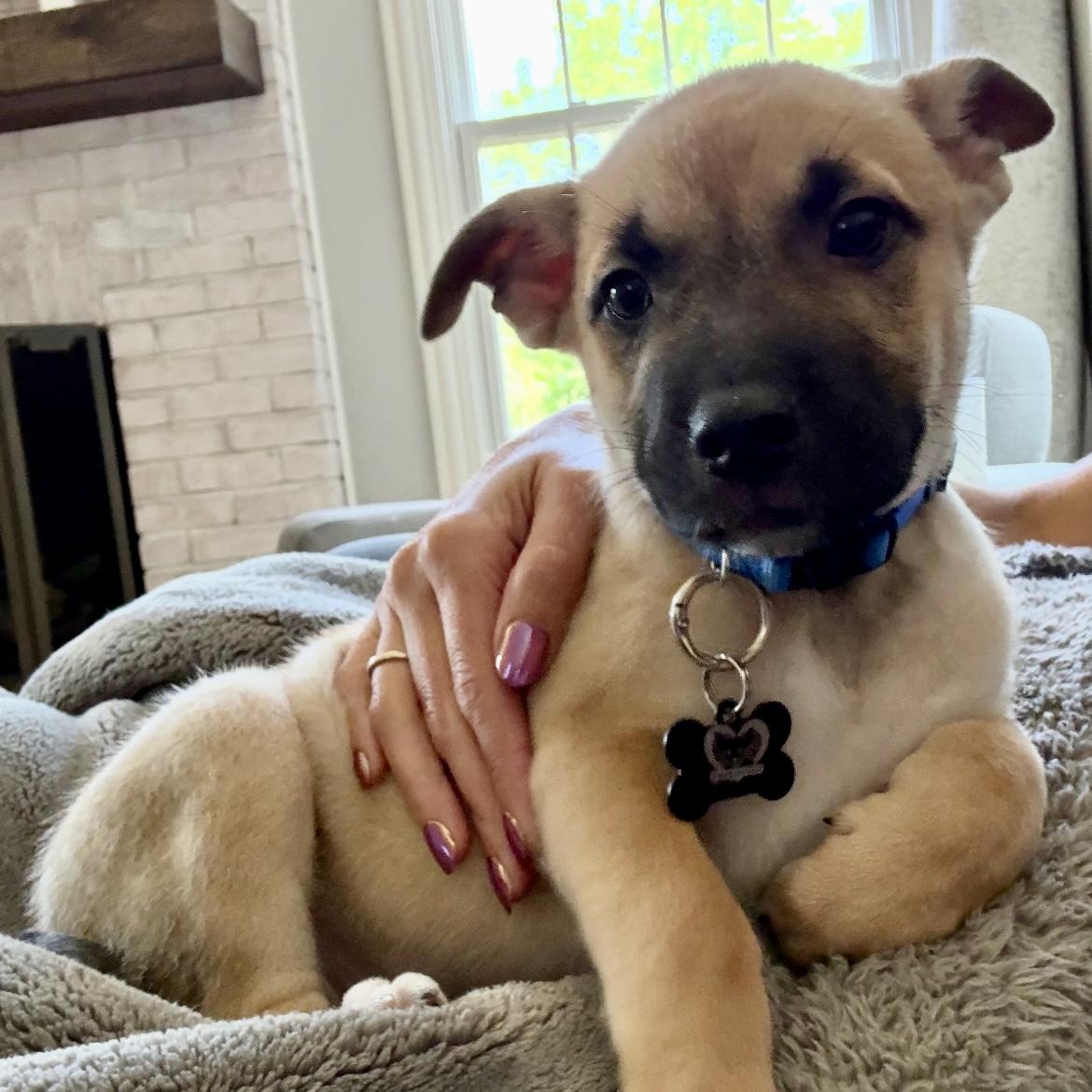 Enlarge Puprika, an adopted mixed breed in Libertyville, IL image 6/6