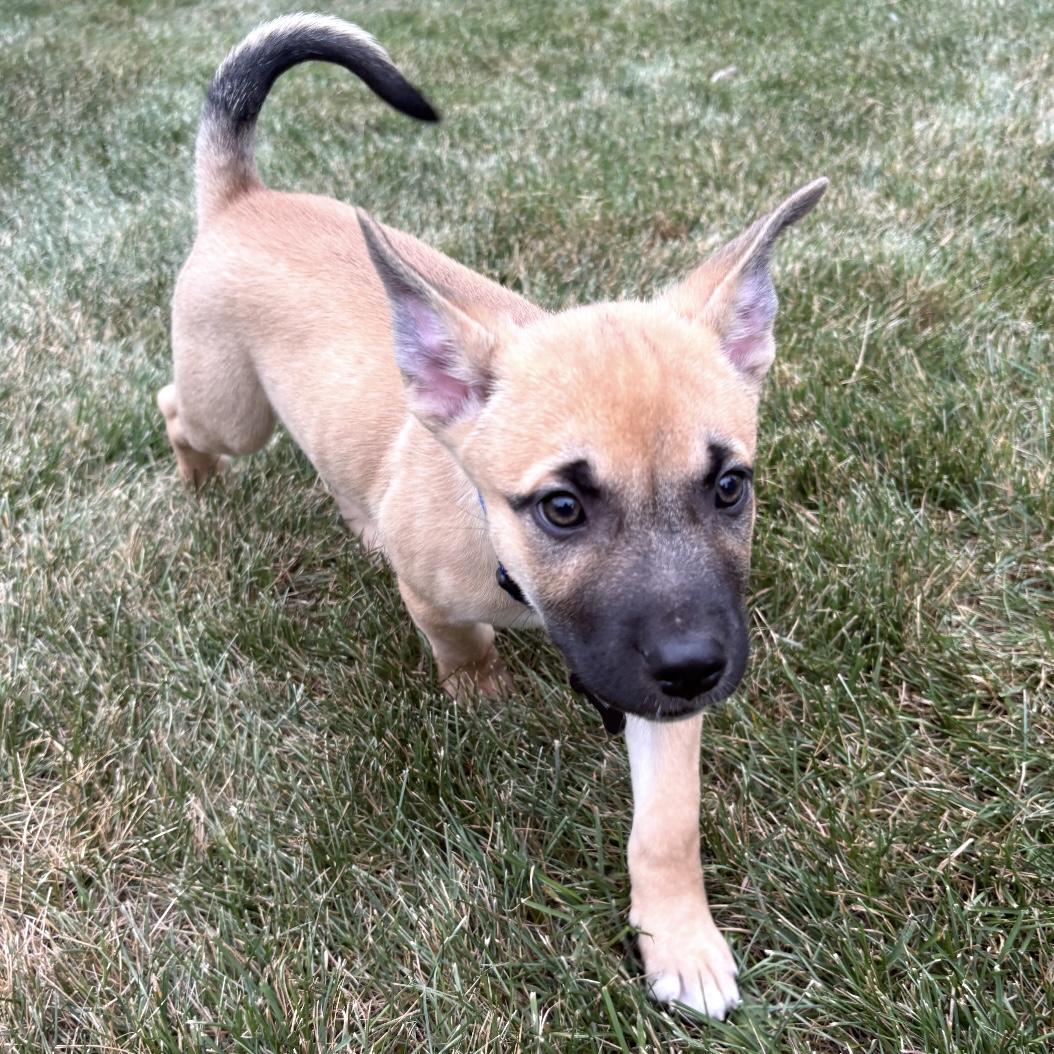 Enlarge Puprika, an adopted mixed breed in Libertyville, IL image 5/6