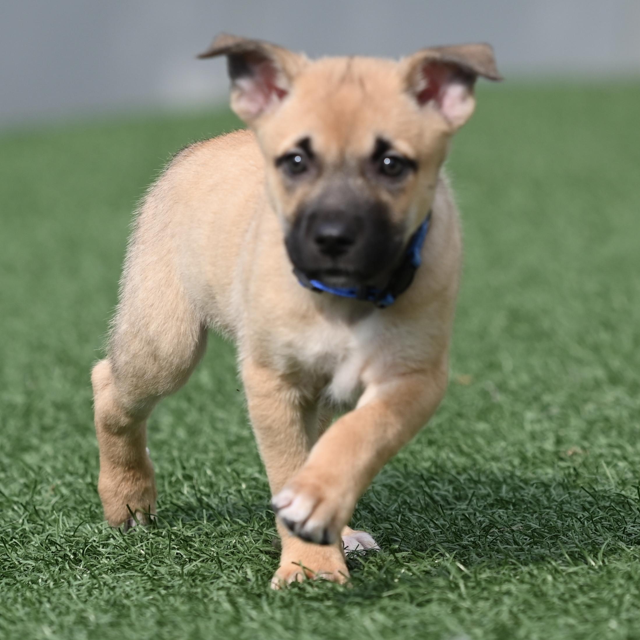 Puprika, adopted, Puppy Male German Shepherd Dog.
