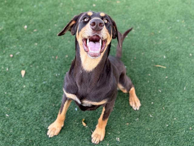 Enlarge DOTTIE, a Adoptable Doberman Pinscher in Antioch, CA image 1/1