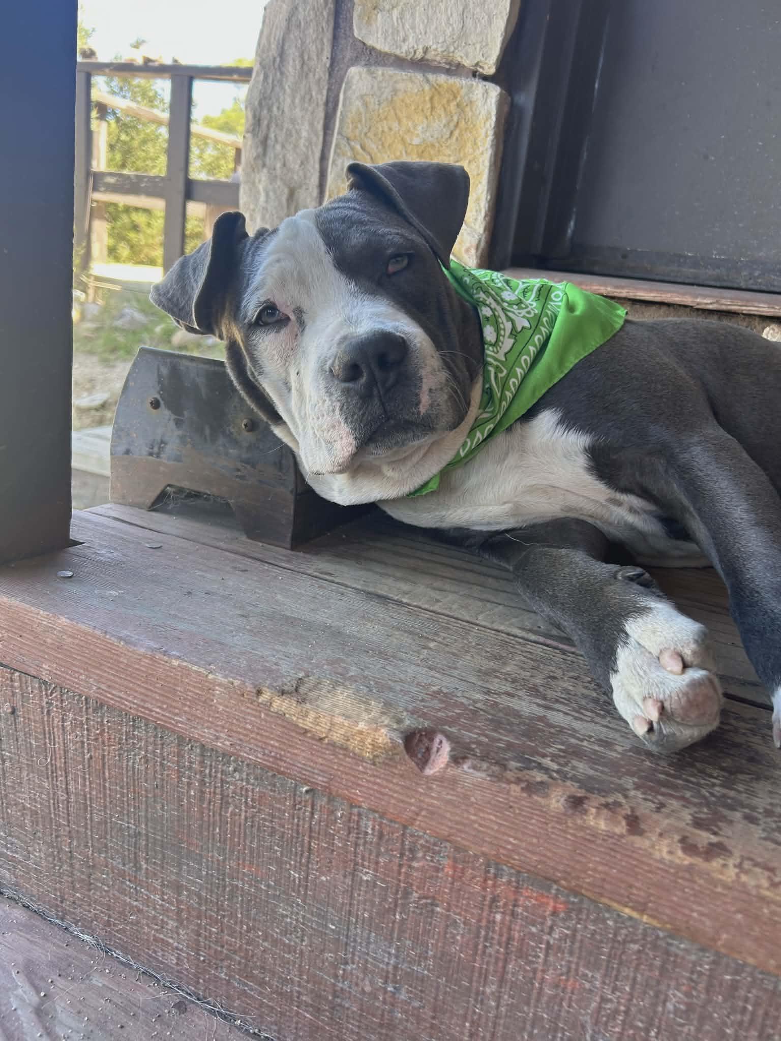 Enlarge Atlas, an adopted mixed breed in Temecula, CA image 2/2