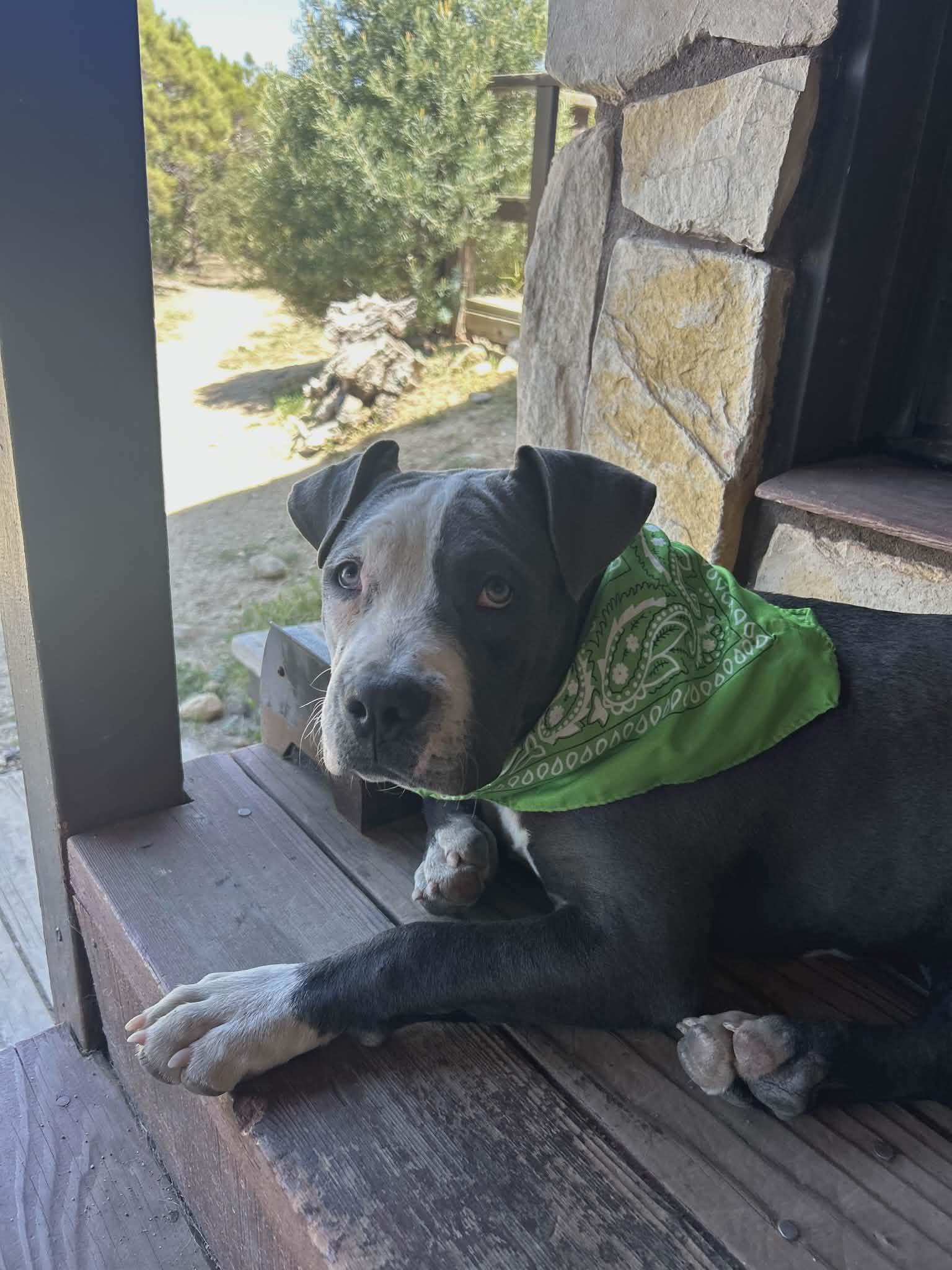 Atlas, adopted, Puppy Male Pit Bull Terrier.