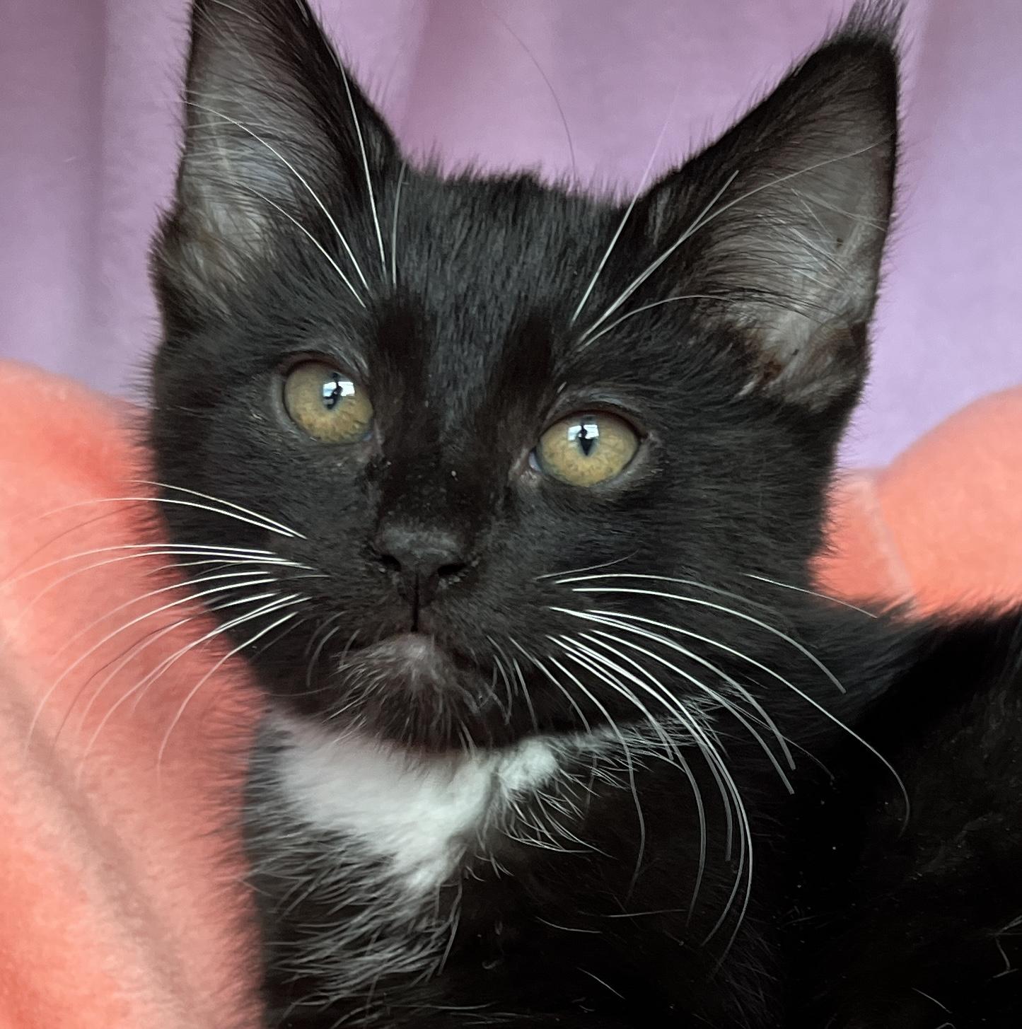 Enlarge Nemo, a ADOPTABLE Tuxedo in Lake Oswego, OR image 1/2