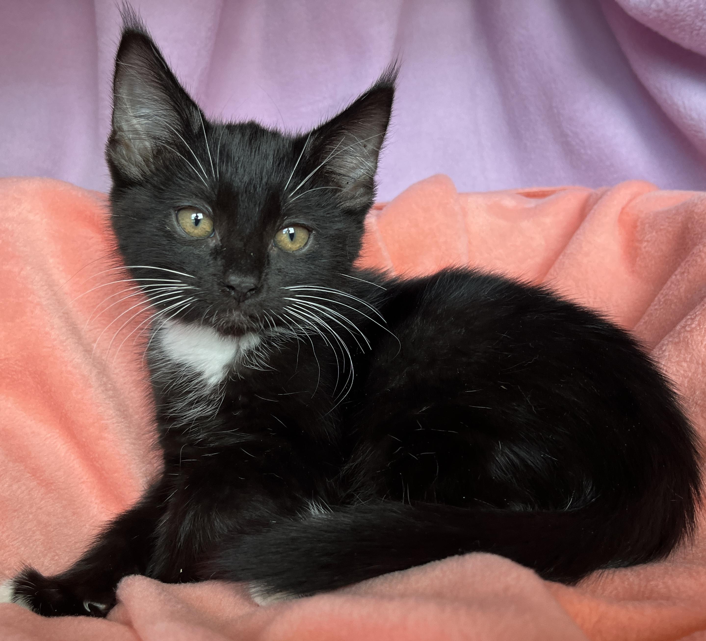 Enlarge Nemo, a ADOPTABLE Tuxedo in Lake Oswego, OR image 2/2