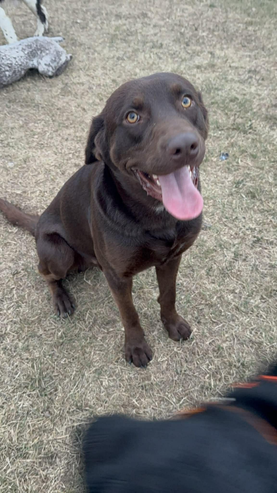 Enlarge Blaze, an adoption pending Chocolate Labrador Retriever in Elkhorn, WI image 1/1