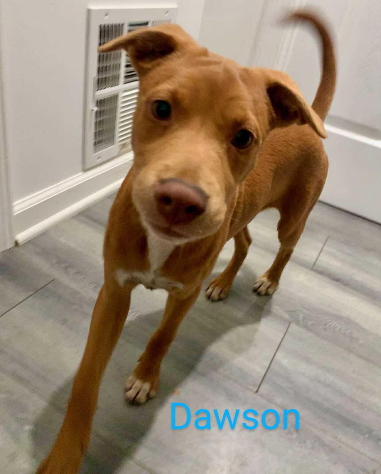 Dawson - in Maine