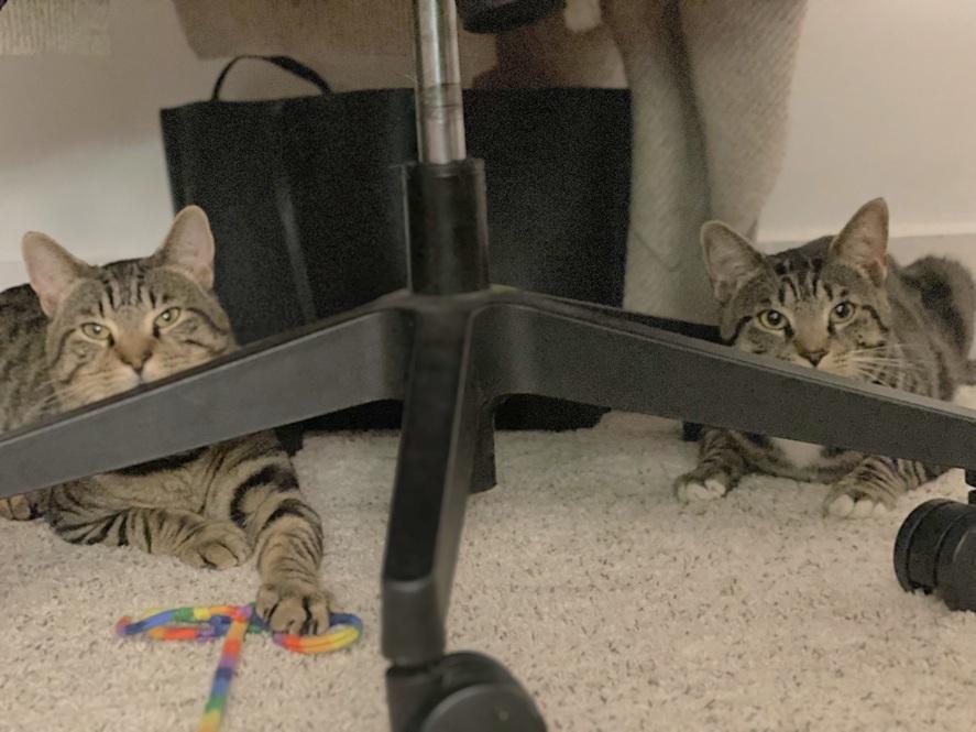 Froggy and Tucker (bonded brothers, reduced adoption fee), a Adoptable Domestic Short Hair in Melrose, MA image 2/5