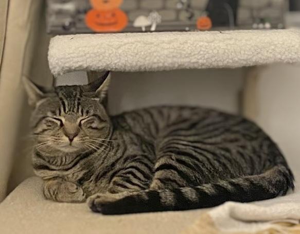 Froggy and Tucker (bonded brothers, reduced adoption fee), a Adoptable Domestic Short Hair in Melrose, MA image 4/5