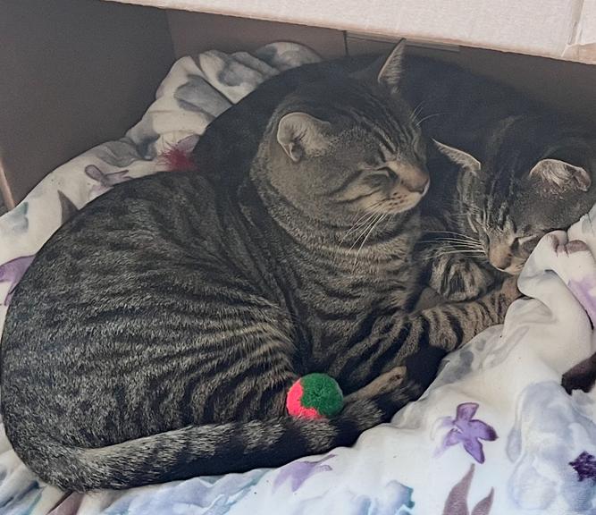 Froggy and Tucker (bonded brothers, reduced adoption fee), a Adoptable Domestic Short Hair in Melrose, MA image 1/5