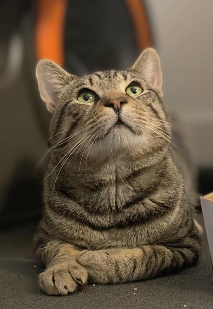 Froggy and Tucker (bonded brothers, reduced adoption fee), a Adoptable Domestic Short Hair in Melrose, MA image 3/5