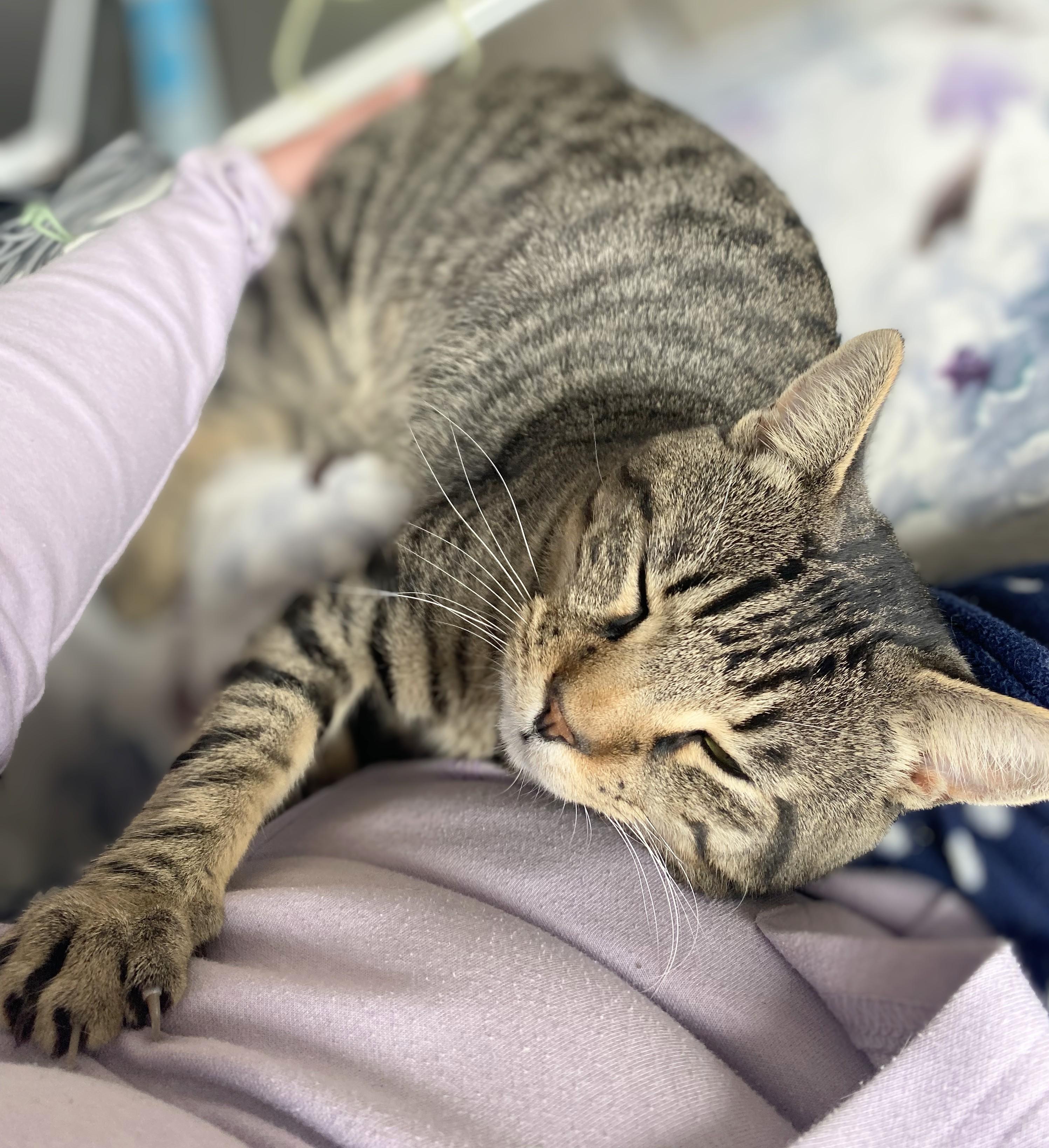 Froggy and Tucker (bonded brothers, reduced adoption fee), a Adoptable Domestic Short Hair in Melrose, MA image 5/5
