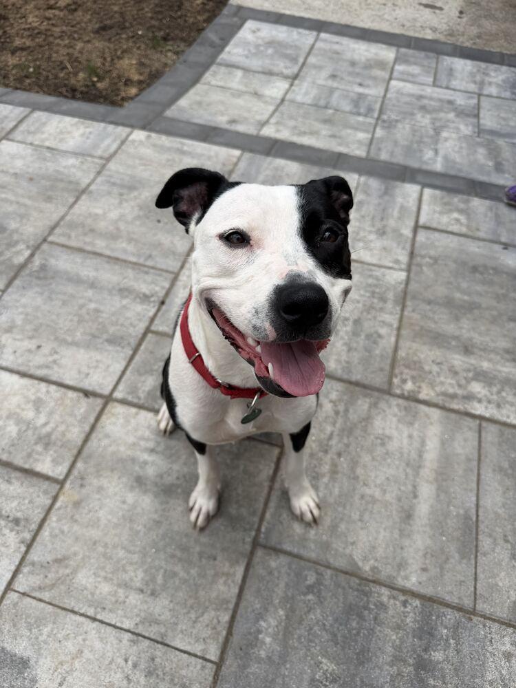 Porsha, Adoptable, Young Female Mixed Breed.