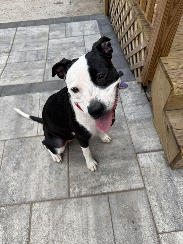 Enlarge Porsha, a Adoptable mixed breed in New York, NY image 3/4