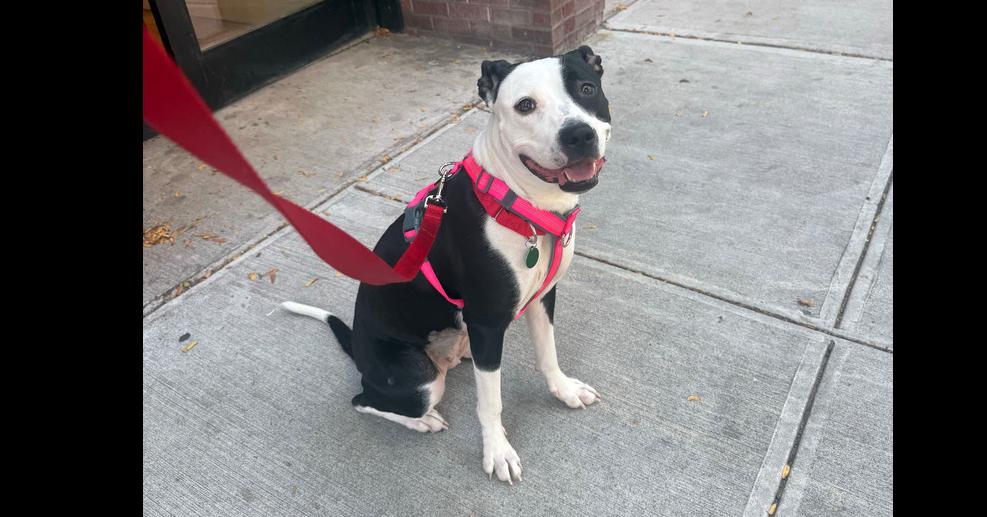 Enlarge Porsha, a Adoptable mixed breed in New York, NY image 4/4