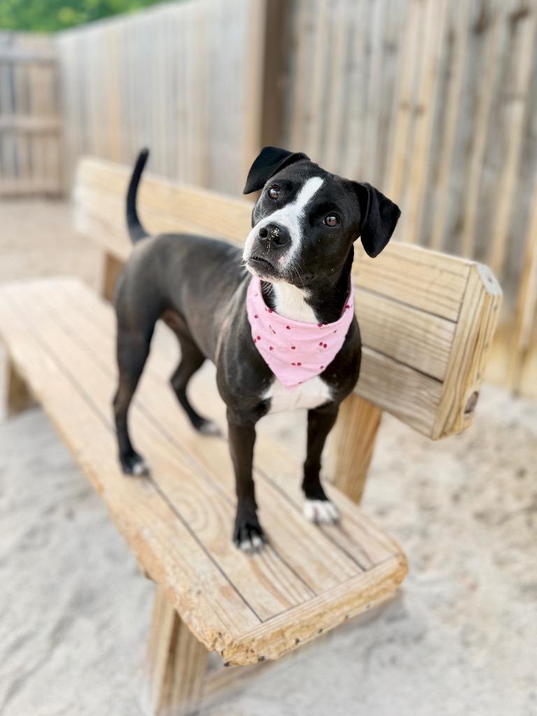 Paisley, a Adoptable mixed breed in Muskegon, MI image 1/3