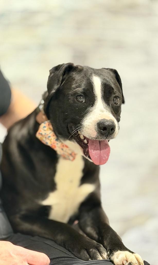 Paisley, Adoptable, Puppy Female Labrador Retriever & Mixed Breed.