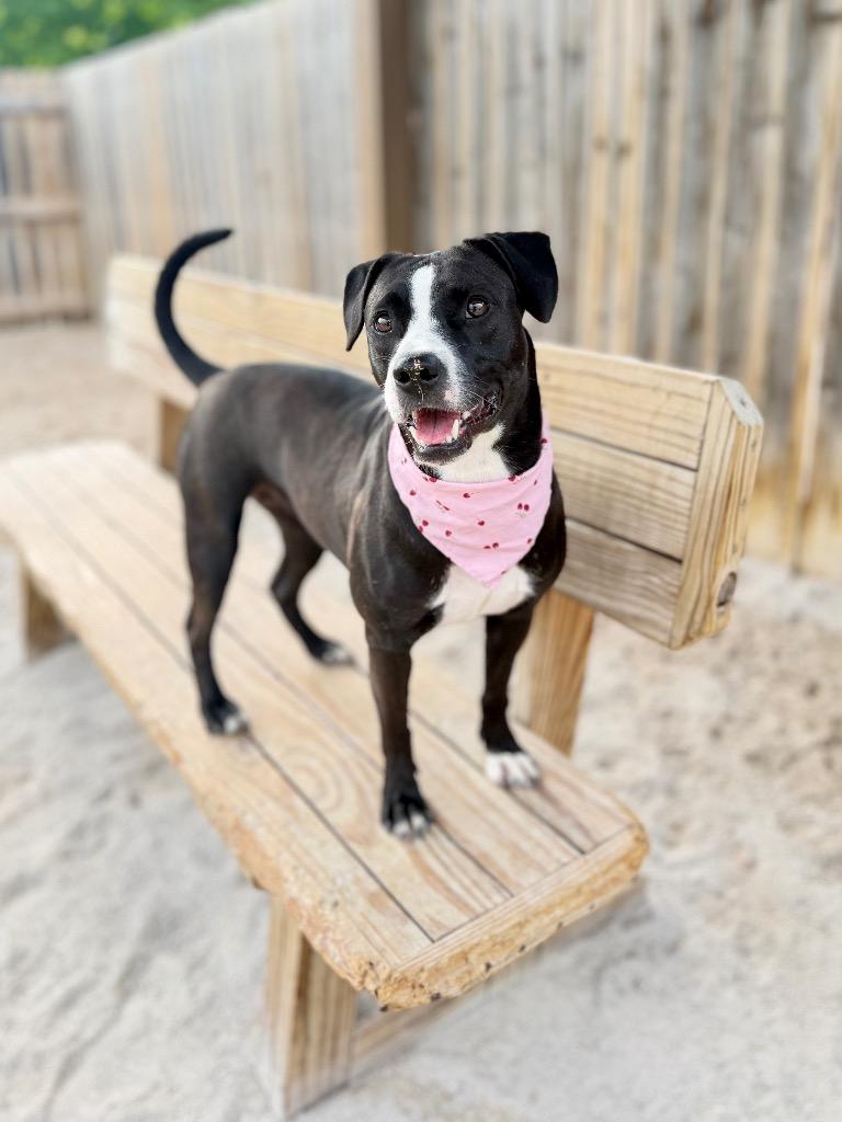 Paisley, a Adoptable mixed breed in Muskegon, MI image 2/3