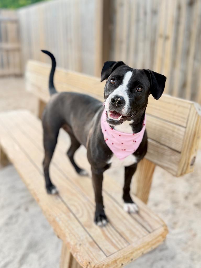 Paisley, a Adoptable mixed breed in Muskegon, MI image 3/3
