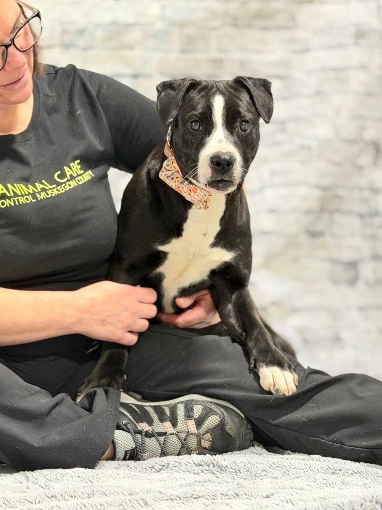 Enlarge Paisley, a Adoptable mixed breed in Muskegon, MI image 4/4