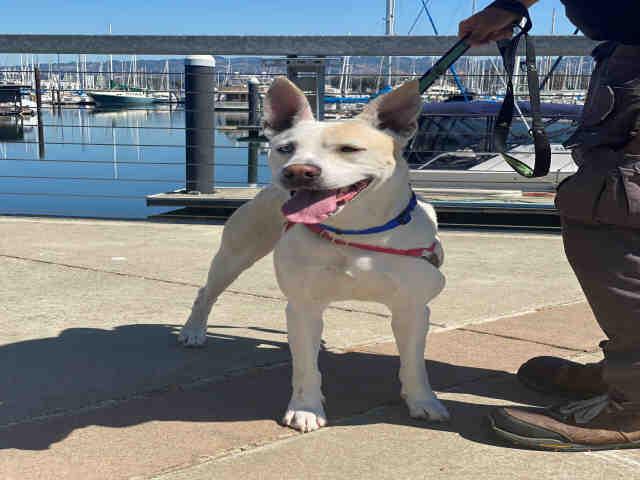 DAISY, Adoptable, Adult Female Husky & Mixed Breed.