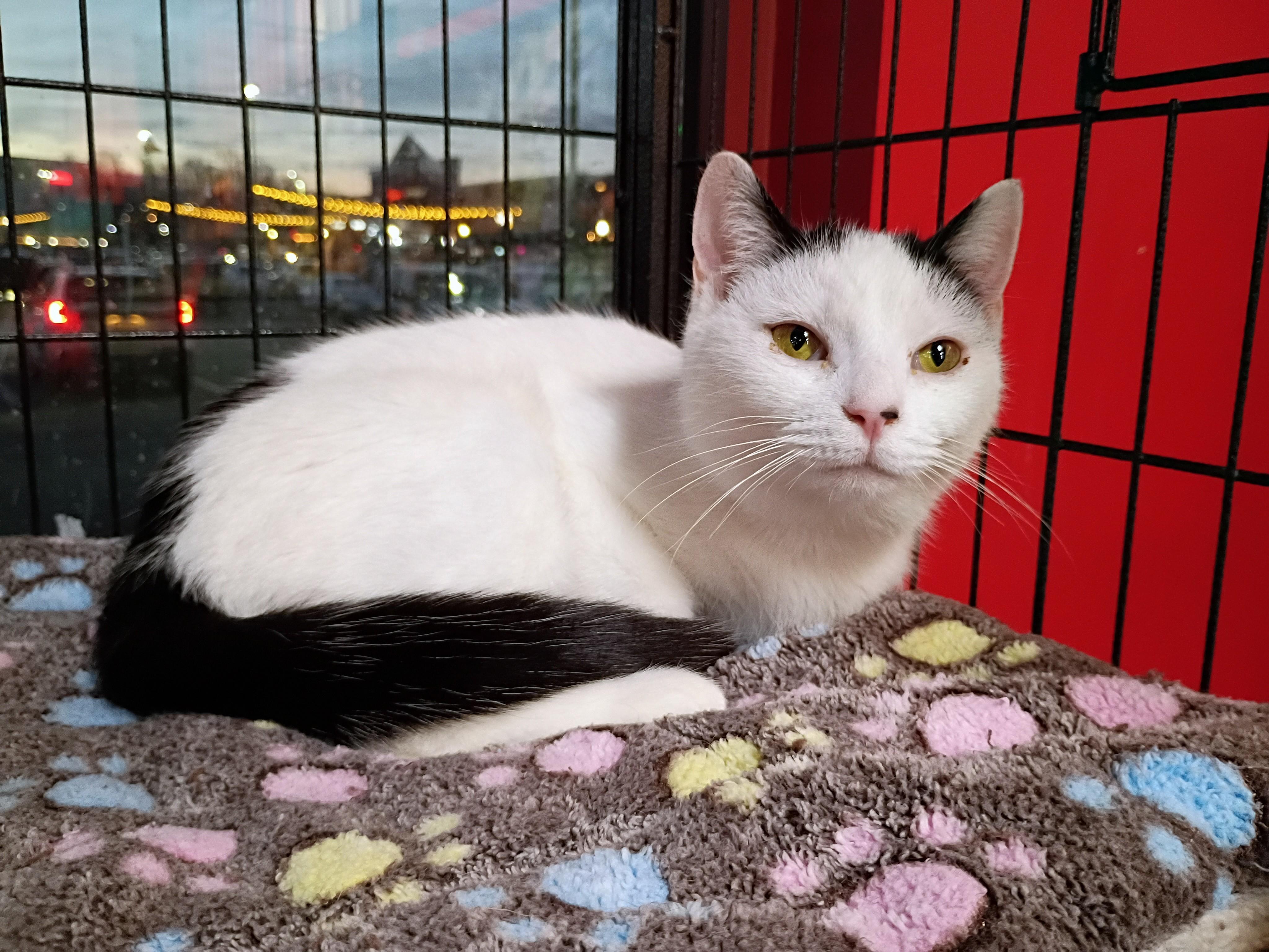 Gianna, a ADOPTABLE Domestic Short Hair in Morgantown, WV image 3/6