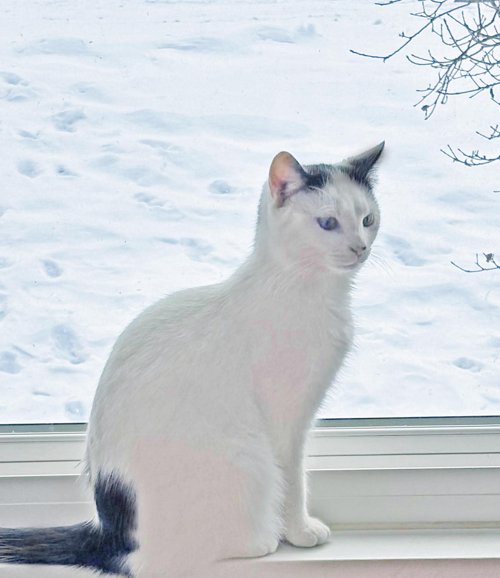 Gianna, a ADOPTABLE Domestic Short Hair in Morgantown, WV image 6/6