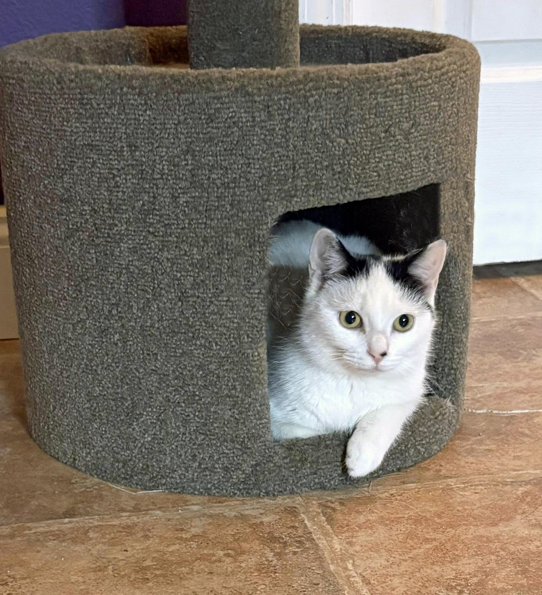 Gianna, a ADOPTABLE Domestic Short Hair in Morgantown, WV image 4/6