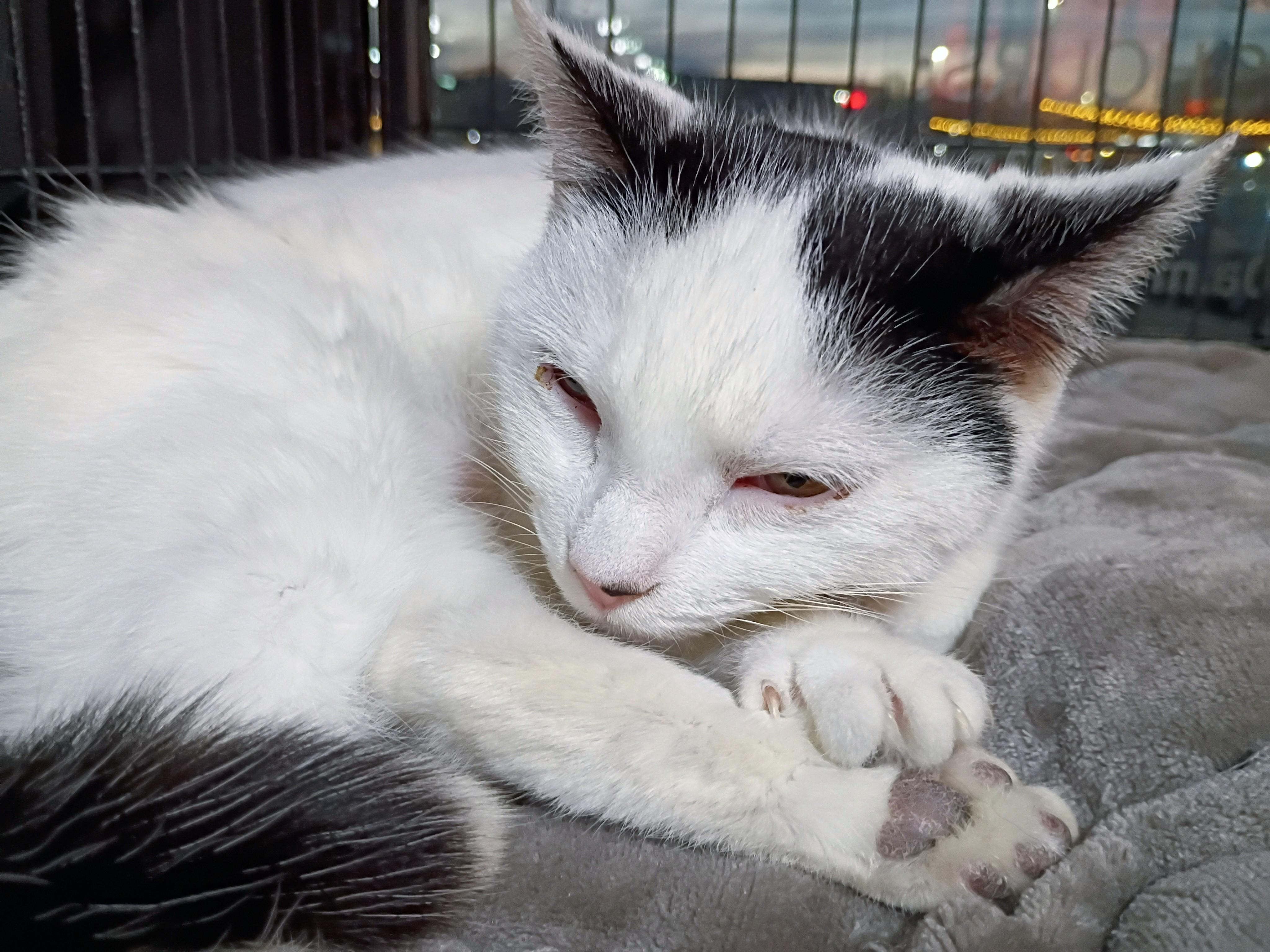 Gianna, a ADOPTABLE Domestic Short Hair in Morgantown, WV image 5/6