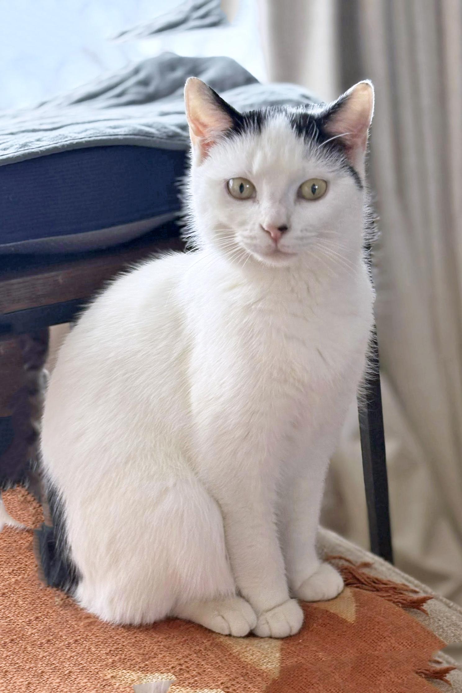 Gianna, a ADOPTABLE Domestic Short Hair in Morgantown, WV image 1/6