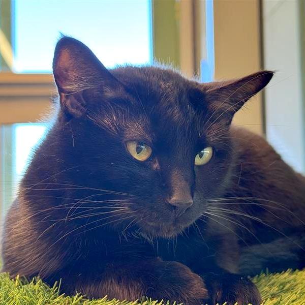 Lalia, Adoptable, Adult Female Domestic Short Hair.