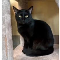 Enlarge Lalia, a Adoptable Domestic Short Hair in Bentonville, AR image 3/6