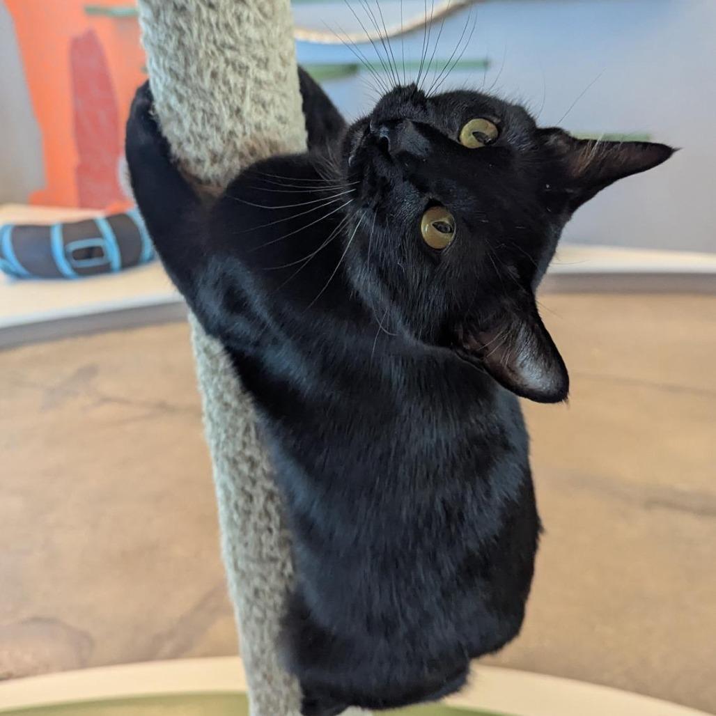 Enlarge Lalia, a Adoptable Domestic Short Hair in Bentonville, AR image 4/6