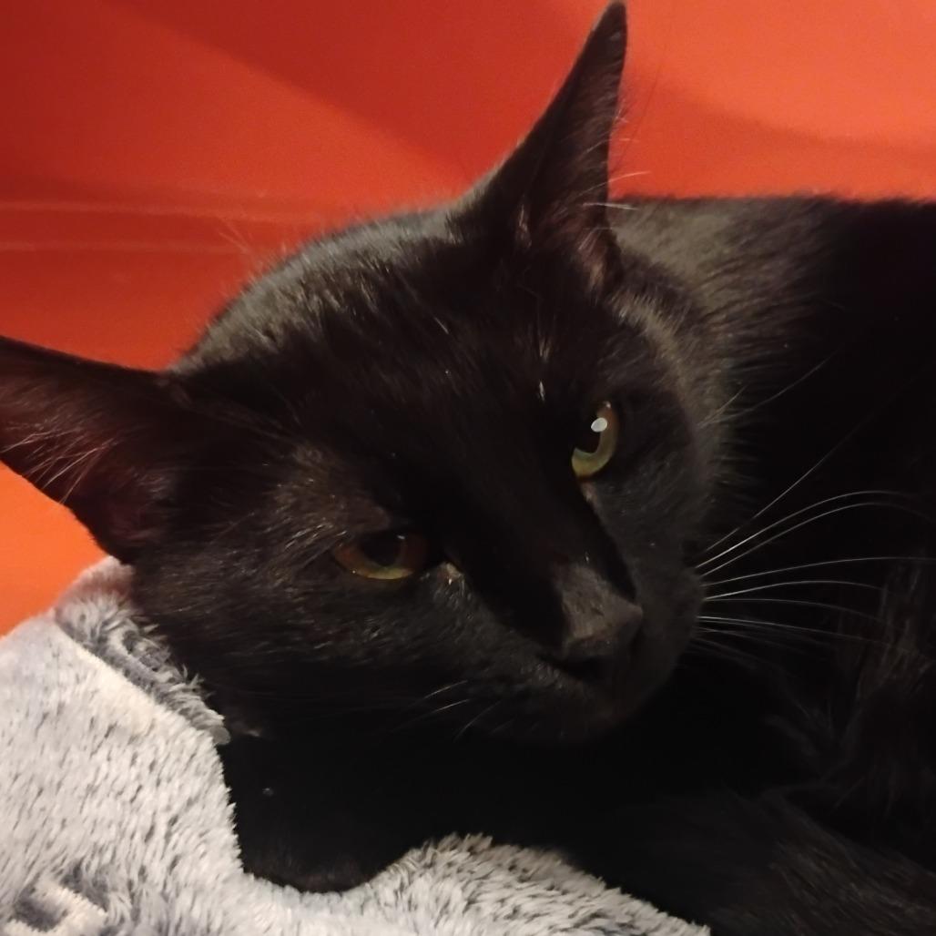 Enlarge Lalia, a Adoptable Domestic Short Hair in Bentonville, AR image 6/6