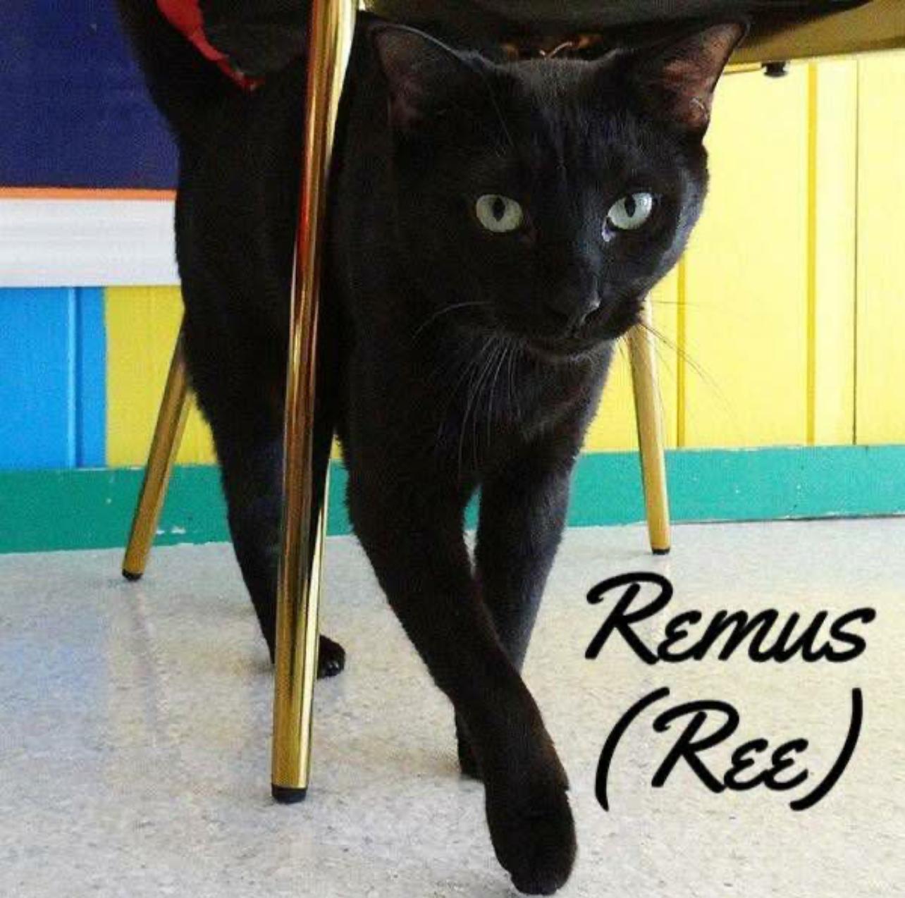 Remus
