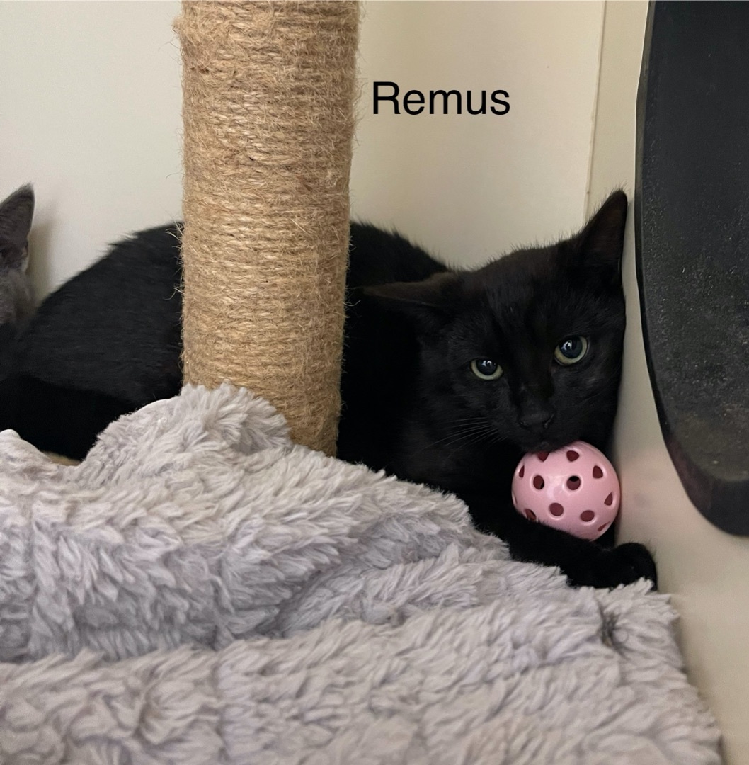 Remus photo 2