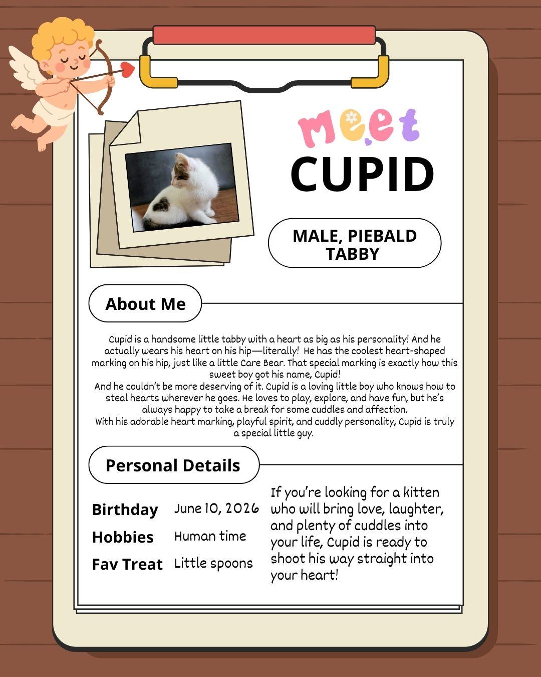 Enlarge Cupid, a Adopted mixed breed in Lees Summit, MO image 6/6