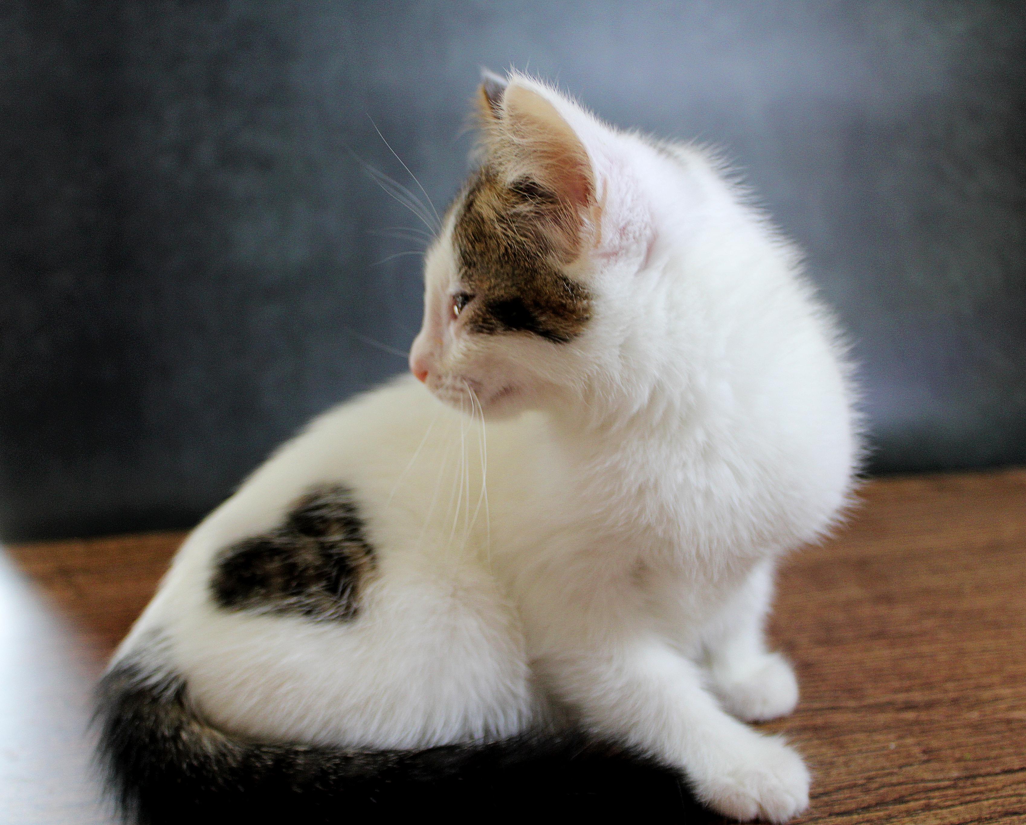 Enlarge Cupid, a Adopted mixed breed in Lees Summit, MO image 5/6