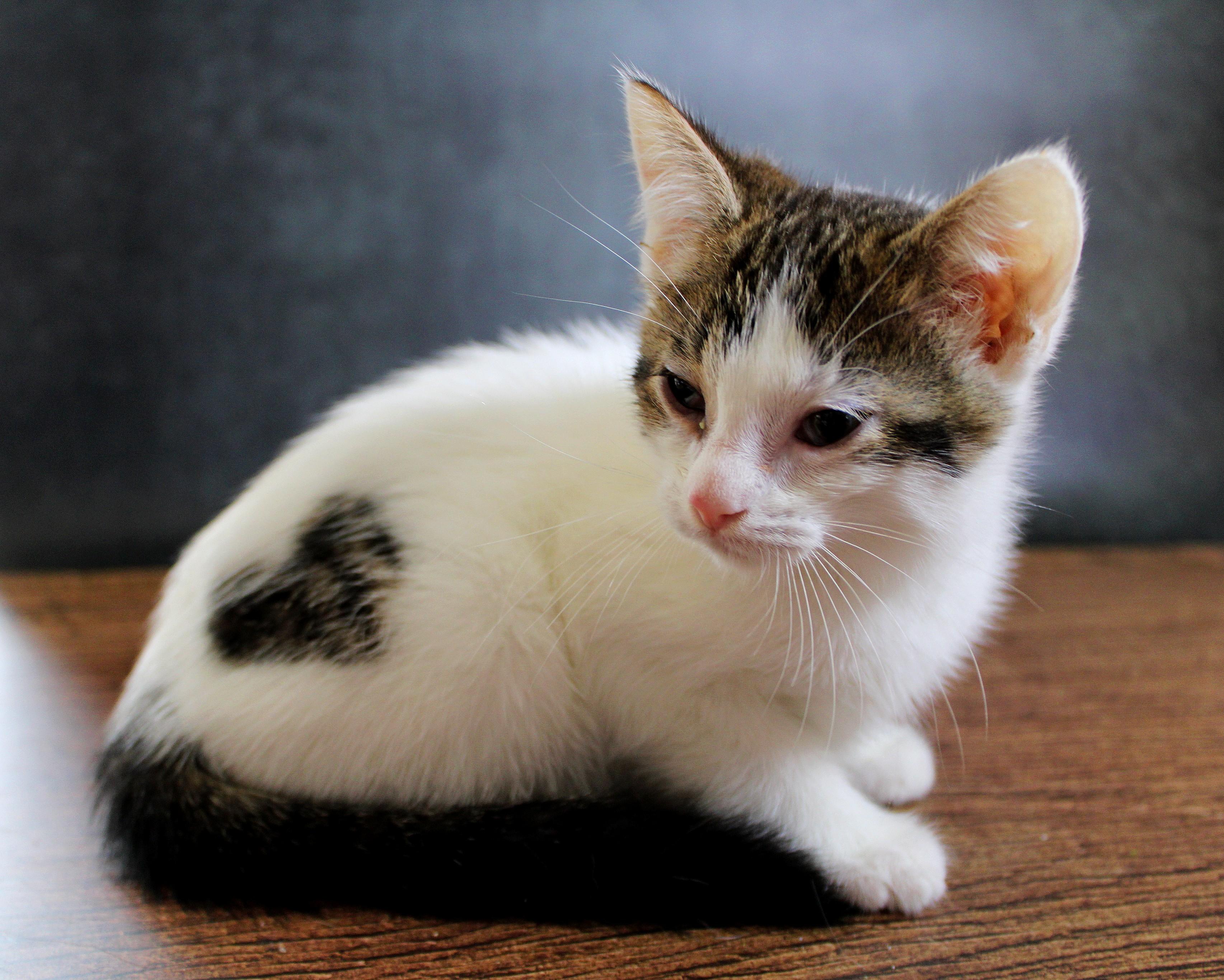 Enlarge Cupid, a Adopted mixed breed in Lees Summit, MO image 2/6