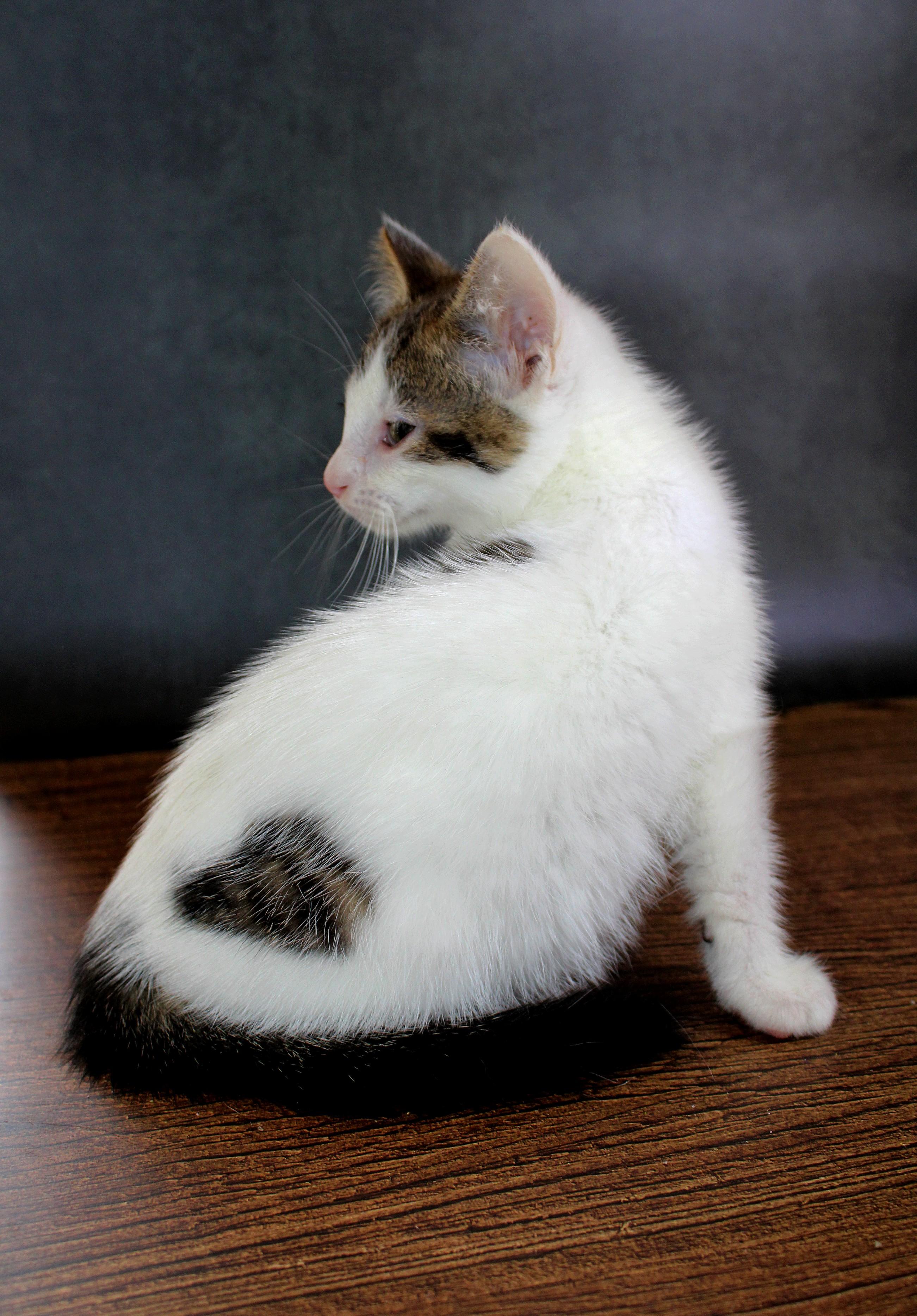Enlarge Cupid, a Adopted mixed breed in Lees Summit, MO image 4/6