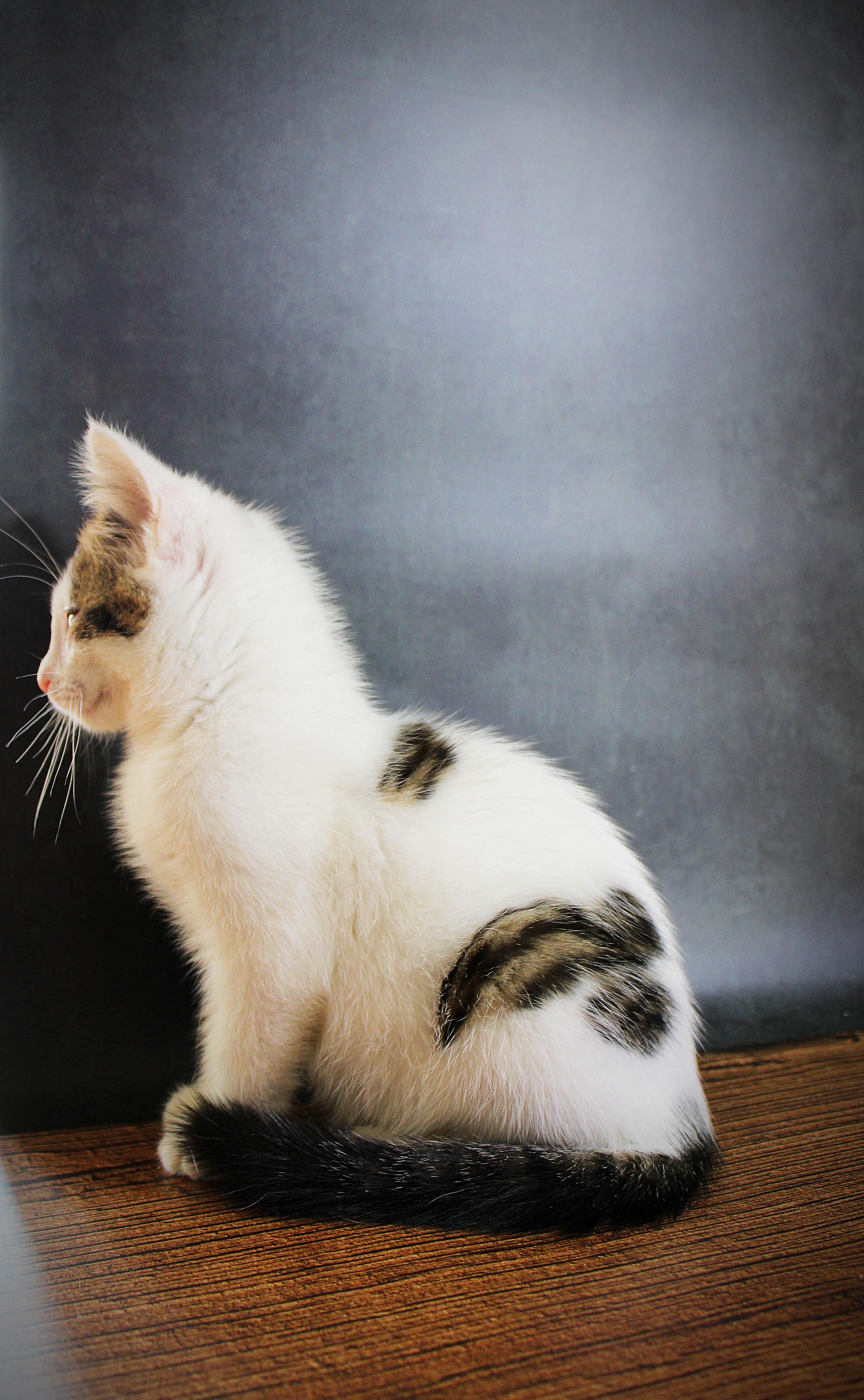 Enlarge Cupid, a Adopted mixed breed in Lees Summit, MO image 3/6