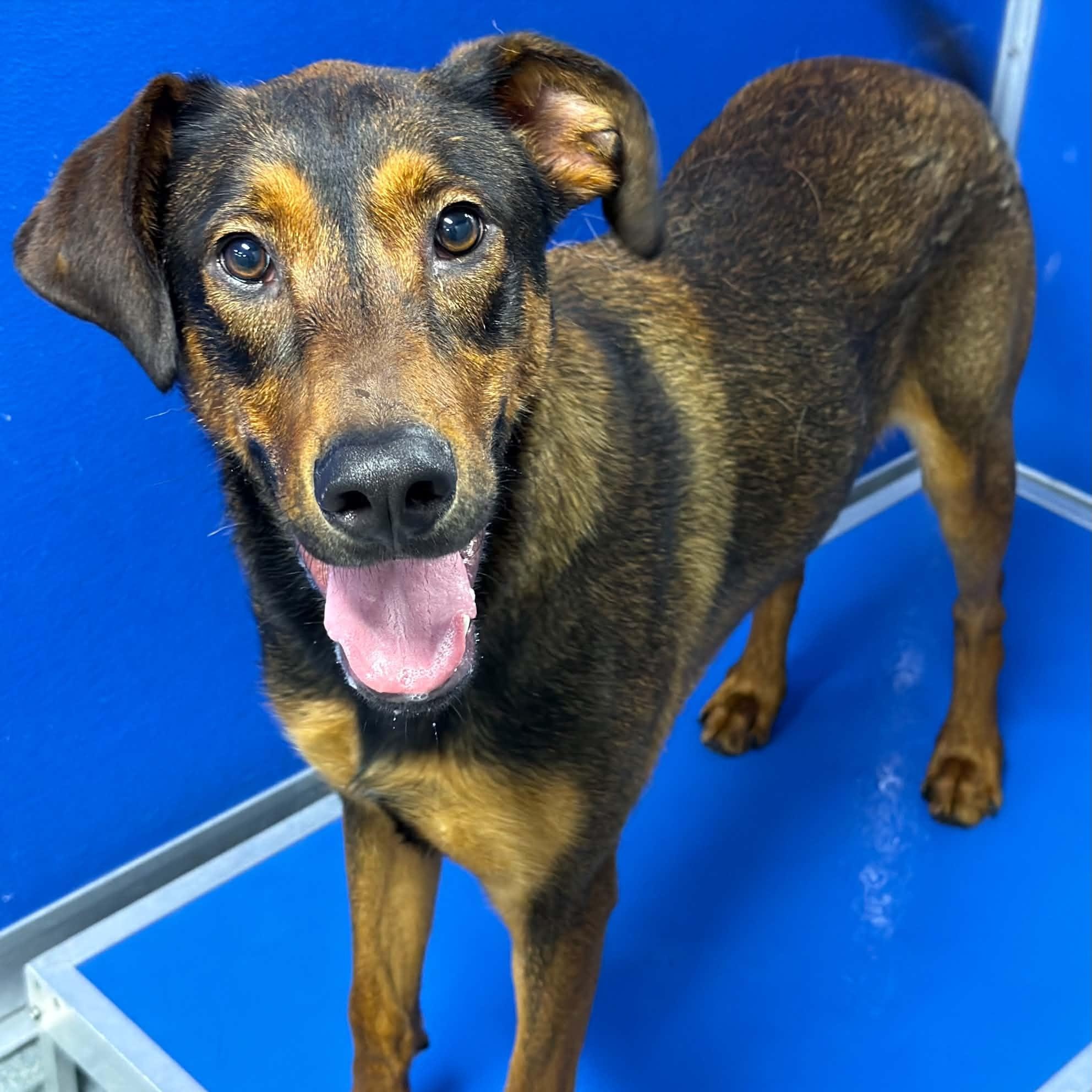 26-01075 KETTLE, Adoptable, Adult Male Hound.