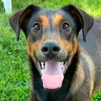 26-01075 KETTLE, ADOPTABLE, Adult Male Hound.