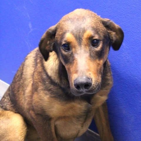26-01075 KETTLE, ADOPTABLE, Adult Male Hound.
