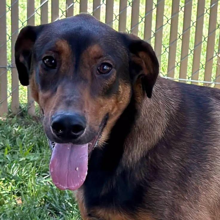 Enlarge 26-01075 KETTLE, a ADOPTABLE mixed breed in Fredericksburg, VA image 2/3