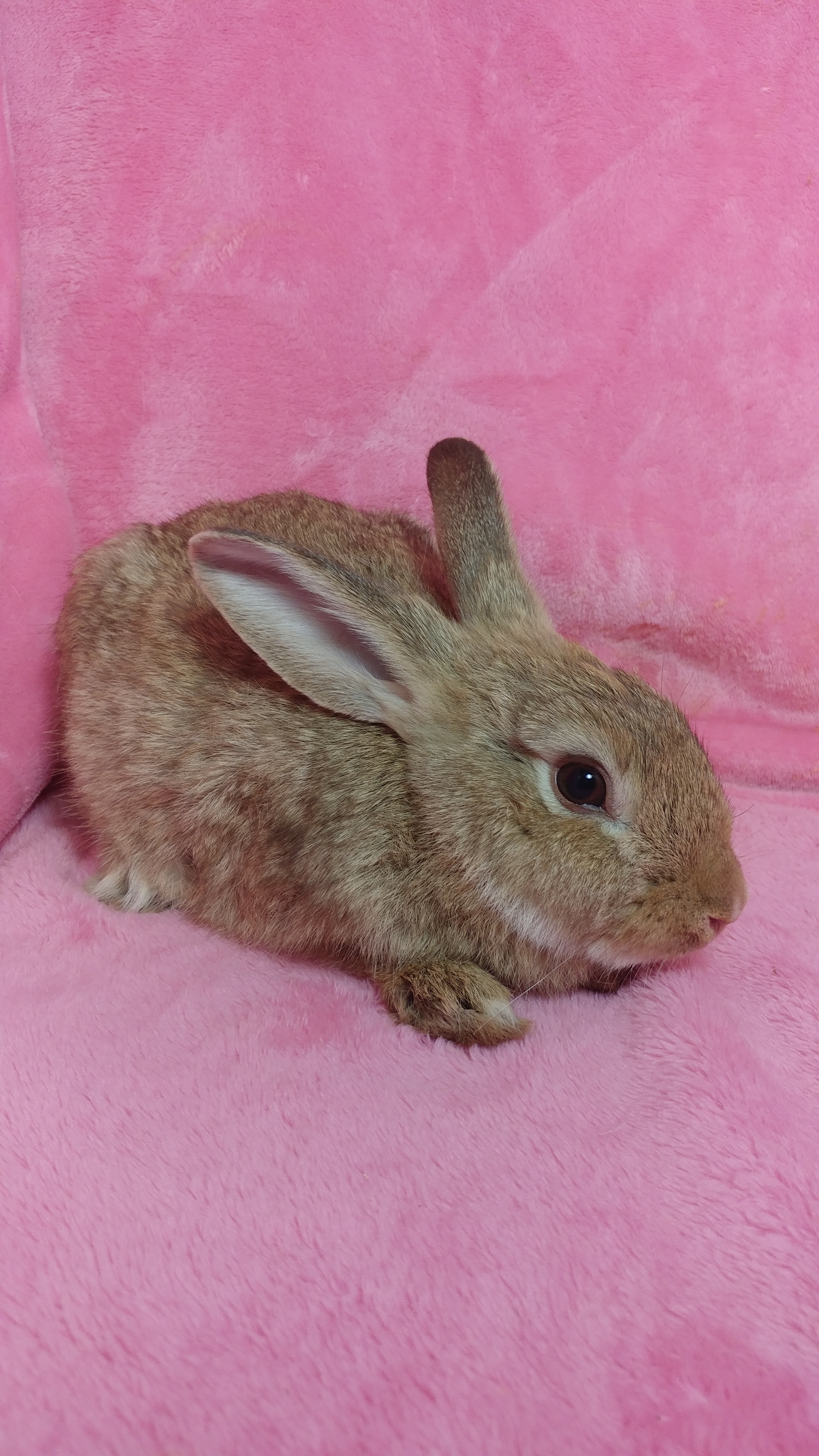 Amber, a Adoptable Bunny Rabbit image 3/10