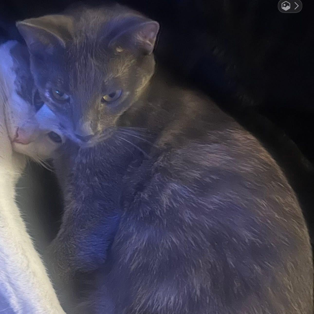 Enlarge Storm, a ADOPTABLE mixed breed in Sherman Oaks, CA image 3/6