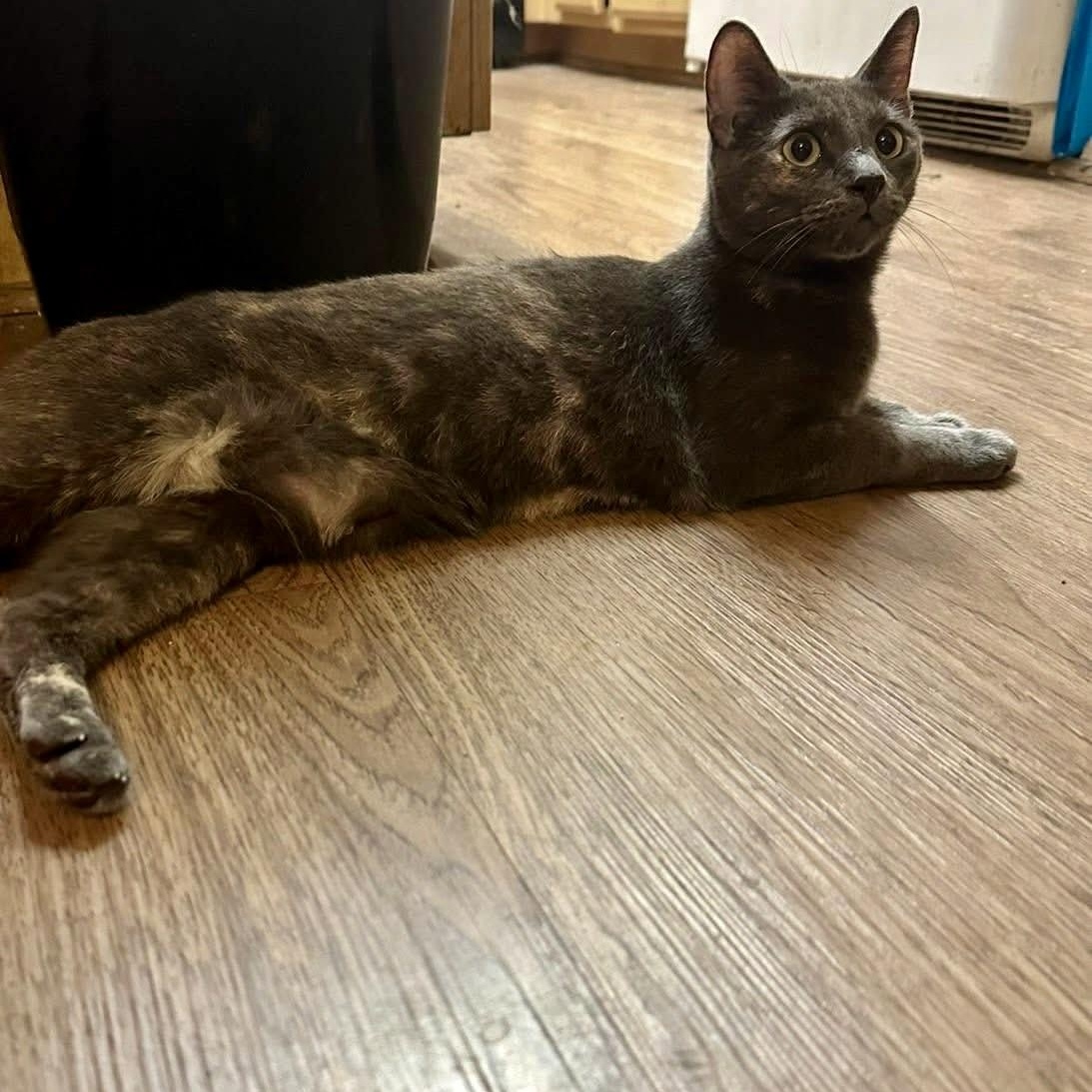 Storm, ADOPTABLE, Young Female Dilute Tortoiseshell & Russian Blue.