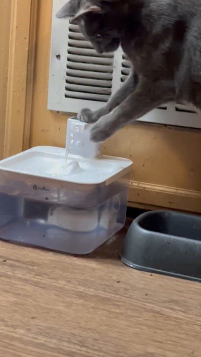 Enlarge Storm, a ADOPTABLE mixed breed in Sherman Oaks, CA video 4/6