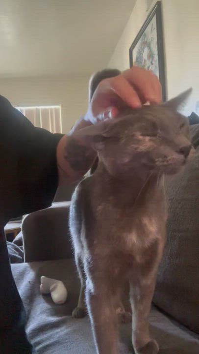 Enlarge Storm, a ADOPTABLE mixed breed in Sherman Oaks, CA video 2/6