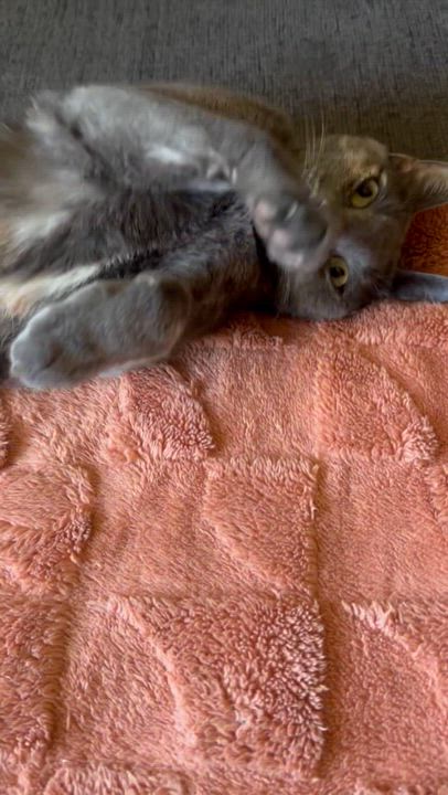 Enlarge Storm, a ADOPTABLE mixed breed in Sherman Oaks, CA video 5/6